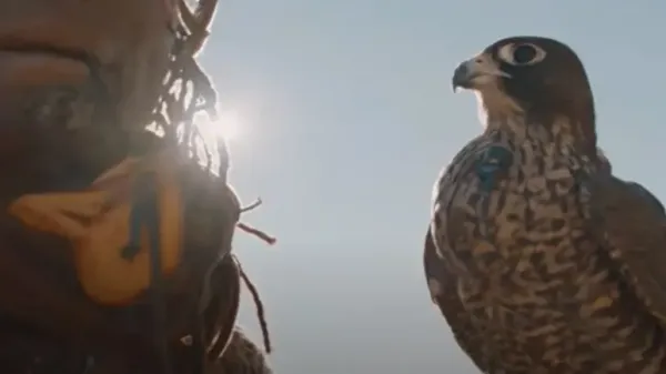 falconer shawn hayes why these raptors are thriving