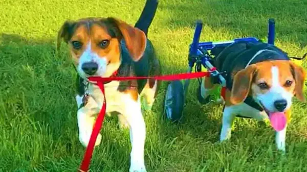 Koda Didn't Want a Little Brother, Then This Happened