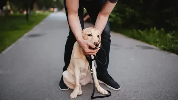 pets heimlich maneuver cpr