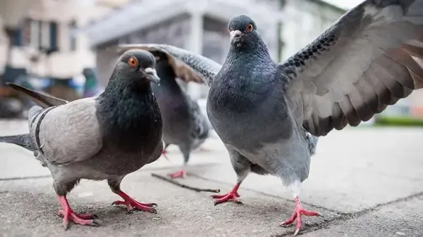 pigeon facts