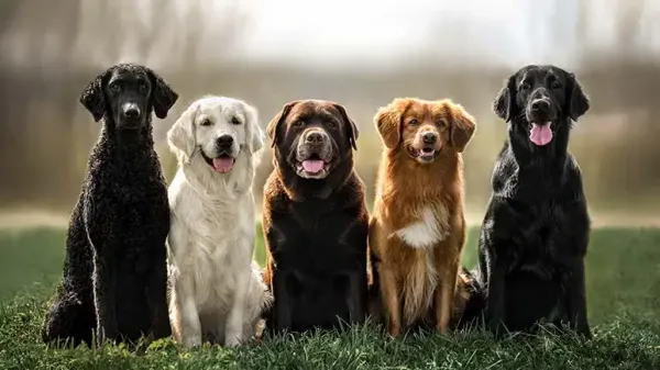 10 healthiest dog breeds