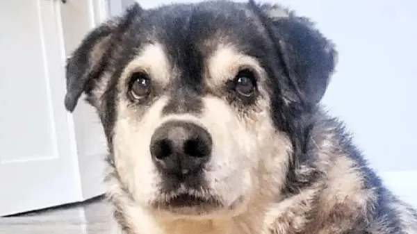20 year old dog is her forever valentine