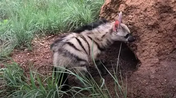 aardwolf rescue odd orphan is groomed for the wild