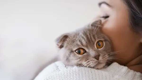 are cats smart