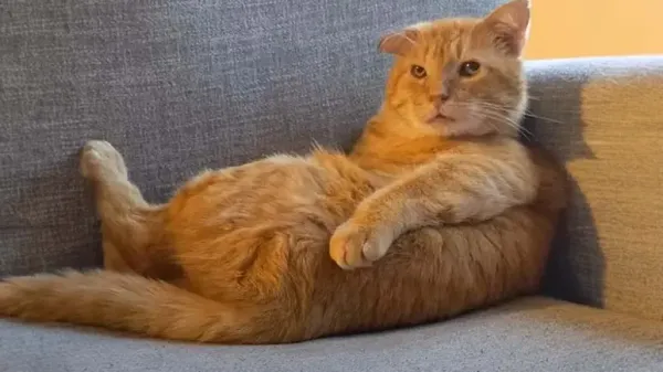cheesy cat big on relaxation poses