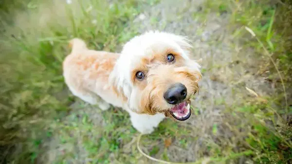 doodle dogs