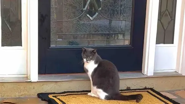 family installs a cat door for their dogs feline stalker
