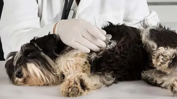 hemorrhagic gastroenteritis