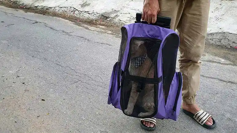 why are pets stolen
