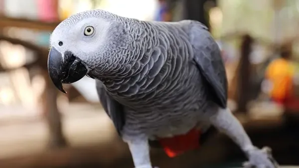 african gray parrots