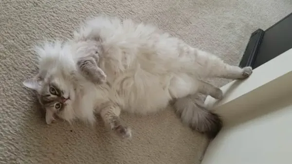 atlas a gorgeous siberian lovebug