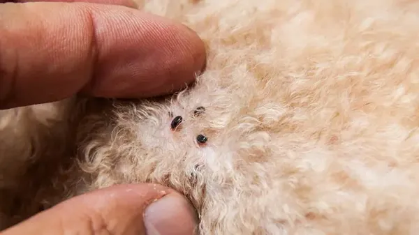 flea and tick prevention