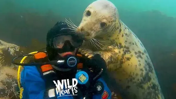 grey seals are gentle and playful diver says