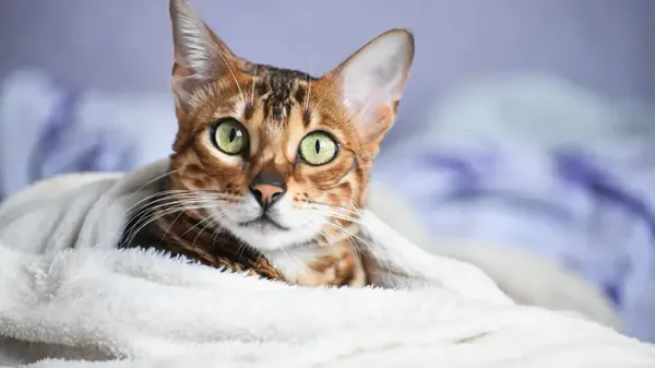 6-year-old Bengal cat recovery from brain tumor