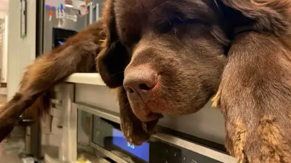 big shaggy dog likes sleeping on the kitchen counter