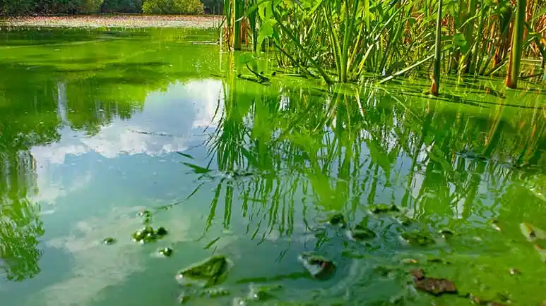 blue green algae and pets