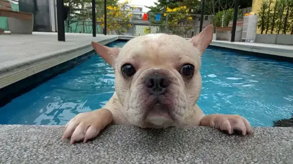 can all dogs swim