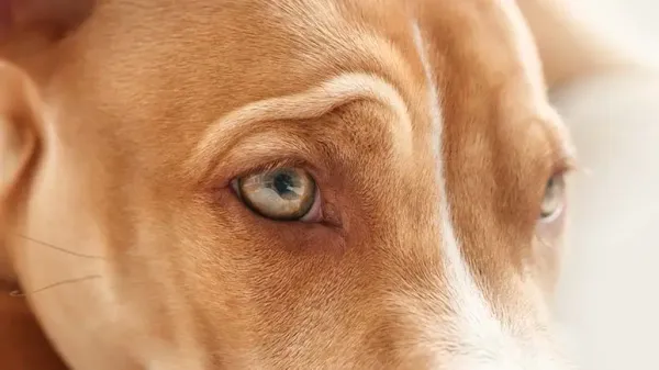 canine eye gaze communication system