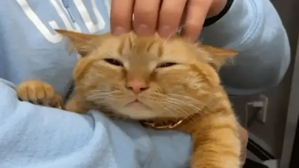 cat makes owner snicker at least once daily