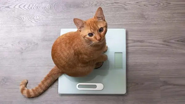 cats weight loss