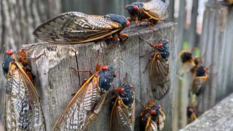 cicadas this is a big big event