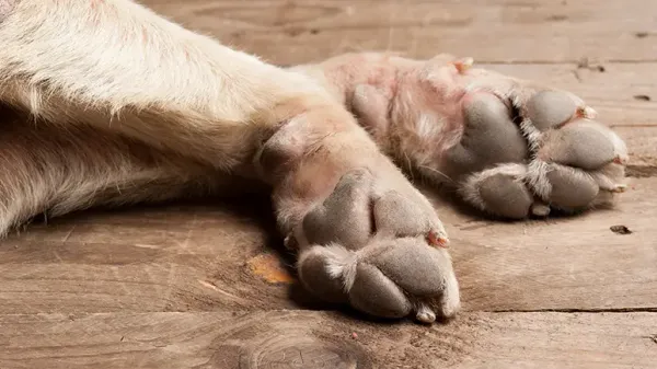 disorders that can damage dogs' paws