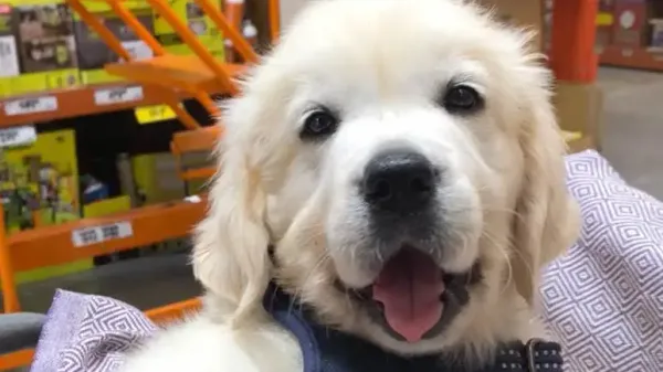 english cream golden retriever puppy goes shopping