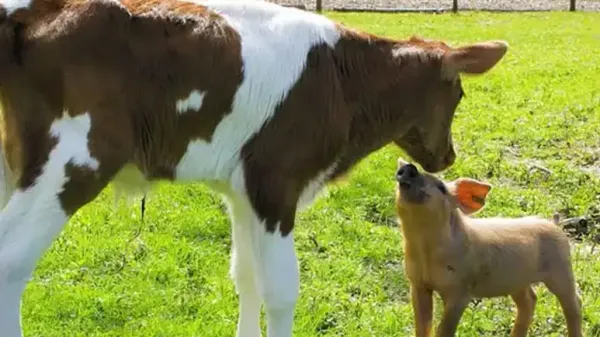 epic road trip forever connects a piglet and a calf