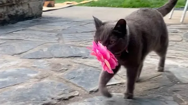 fragrant love tokens from a brilliant cat