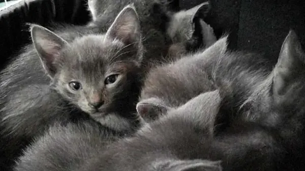 fuzzy kittens napping in a basket