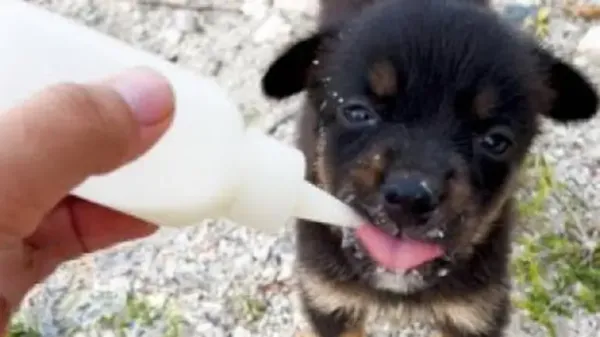 girl studying abroad adopted by stray puppy