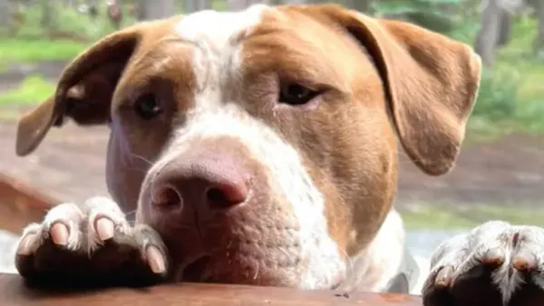 guy finally sees girlfriends canine pick at the shelter