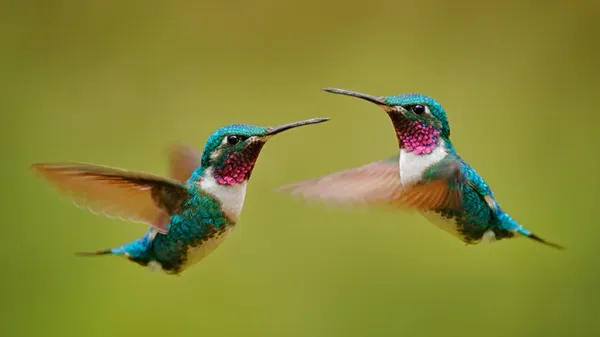 hummingbirds agility