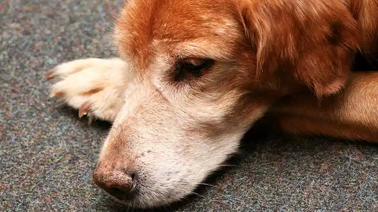 immune-mediated thrombocytopenia dog