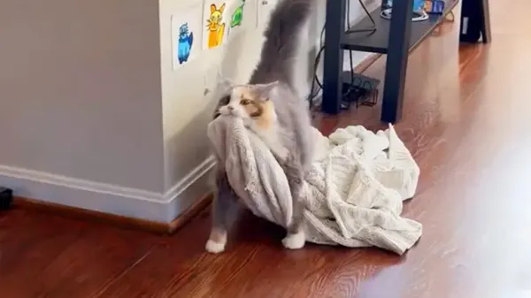 kitties get treated with their own blanket fort party