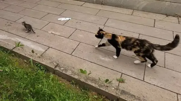 mama cat persuades runaway kitten to go back home