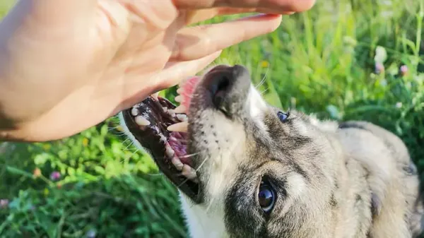 national dog bite prevention week