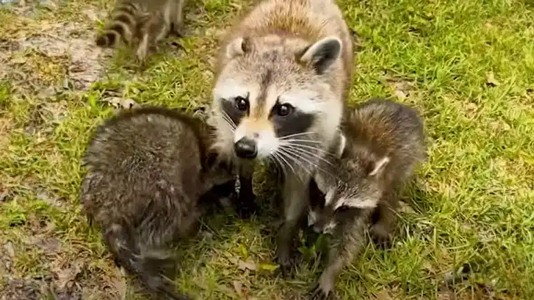 roxie introduces her babies to her human best friend