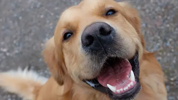 science behind canine smiles