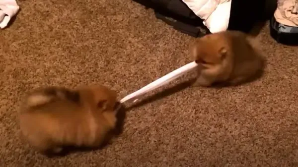 simple sock solutions pomeranian tug-of-war