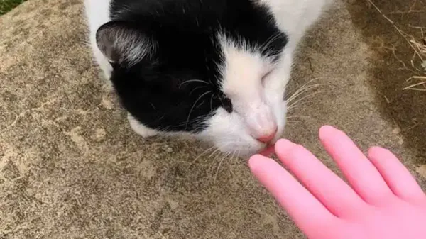 step by step a stray cat decides to be loved