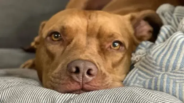 the journey of adopting the unwanted pitbull