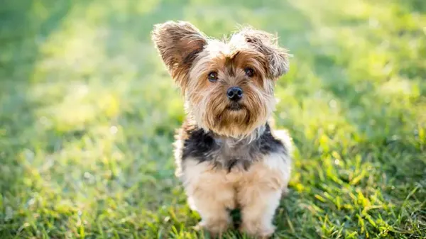 yorkshire terrier