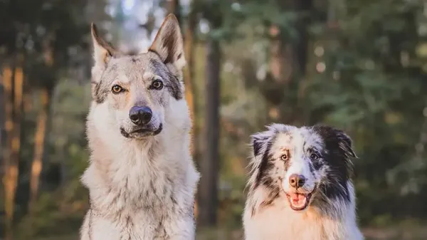 can wolf bacteria cure canine gi disorders