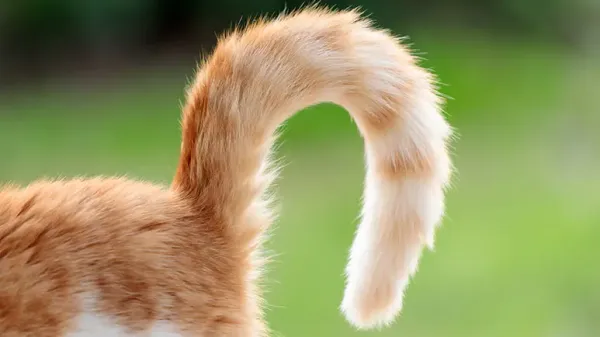 cat tail language