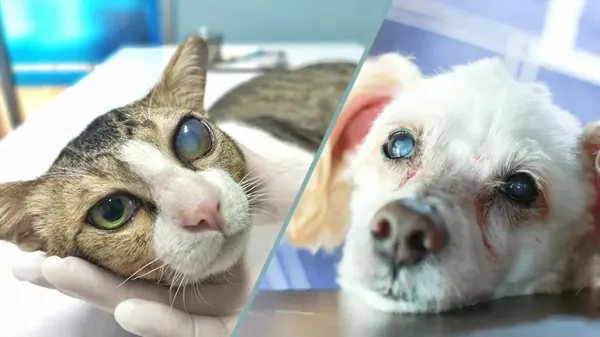 cataracts in dogs and cats