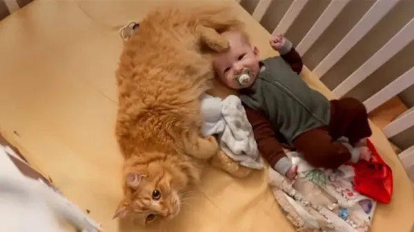 cats adore and protect their baby brother