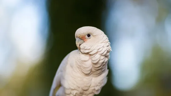 cockatoos use tools