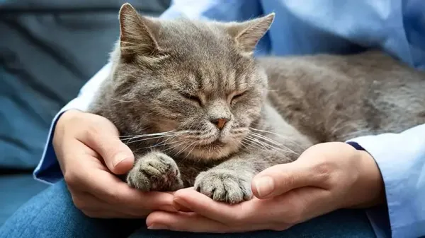 cognitive decline in older cats