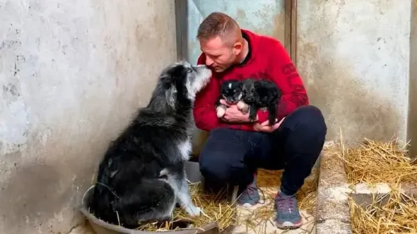 desperate mama dog runs to her rescuer